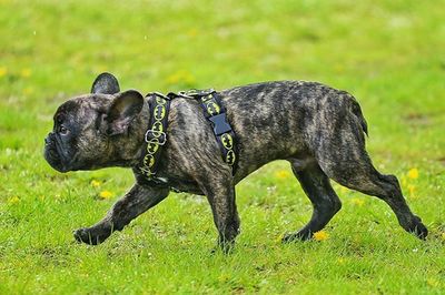 Dog on grassy field