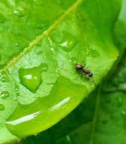 Close-up of insect on leaf