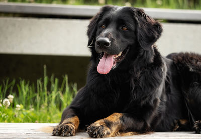 Black dog looking away