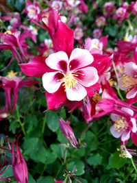 Close-up of pink flowers