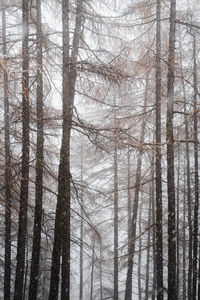 Pine trees in forest during winter