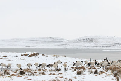 Black-necked cranes on frozen lakeshore