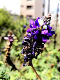 Close-up of fresh purple flowers blooming outdoors