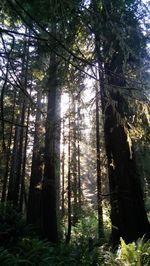 Low angle view of trees in forest