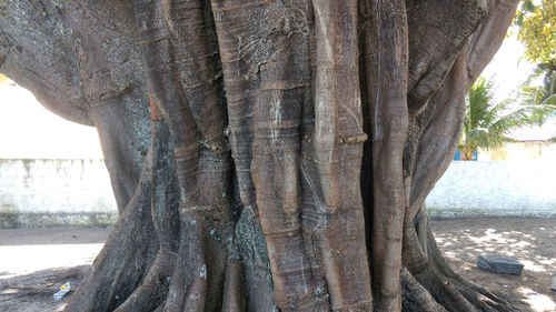 Close-up of tree trunk