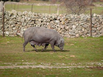 Side view of horse grazing on field