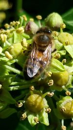 Close-up of insect on flower