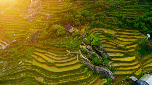 Scenic view of rice paddy on field