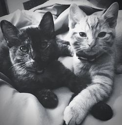 Close-up portrait of kitten sitting