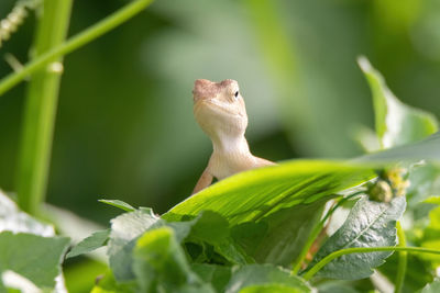 Close-up of lizard on leaf