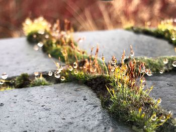 Close-up of succulent plants in water