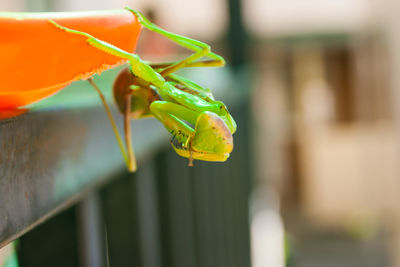 Close-up of insect on plant