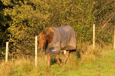 Side view of elephant in a field