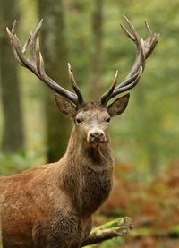 Portrait of deer in forest