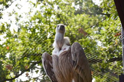 Low angle view of eagle perching on tree