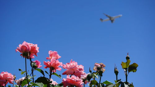 Low angle view of flowers against clear blue sky