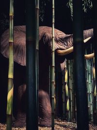 Close-up of elephant through bamboo foliage
