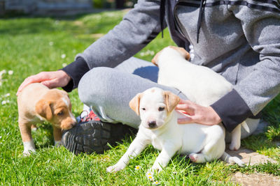 Dog sitting on field