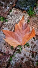 High angle view of dry leaf on plant during autumn