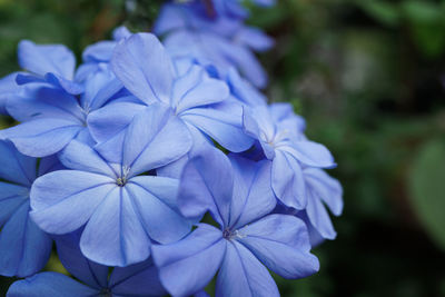 Close-up of purple hydrangea flowers