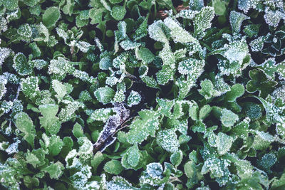 Full frame shot of frozen plants