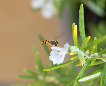 Close-up of insect on plant