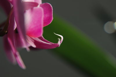 Close-up of honey bee on flower