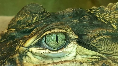 Cropped image of crocodile eye