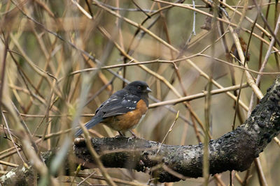 Close-up of bird perching on branch