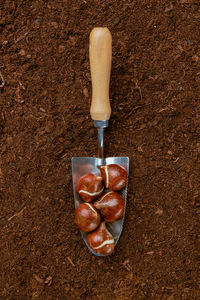 Tulip bulbs planting background. tulip bulbs and a hand trowel top view on soil background.