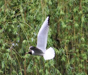 Close-up of bird flying over plants