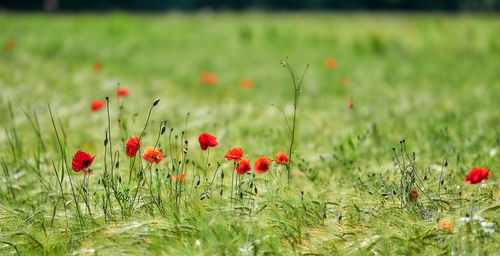 Close-up of red poppy flowers in field