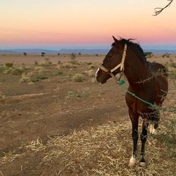 Horse on field against sky at sunset