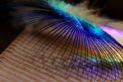 Close-up of peacock feather against black background