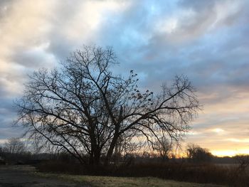 Bare tree on landscape against sky