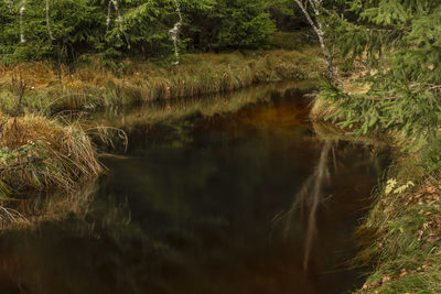 Scenic view of lake in forest