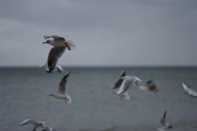 Seagulls flying over sea