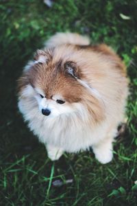 German spitz