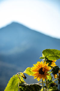 Close-up of yellow flowering plant against sky