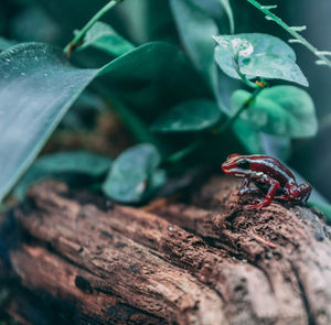 Close-up of insect on wood