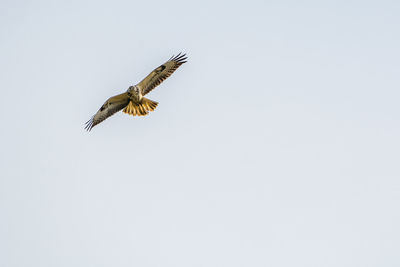 Low angle view of eagle flying against clear sky