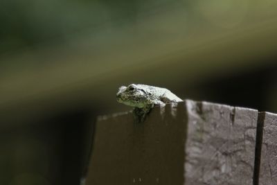 Close-up of frog