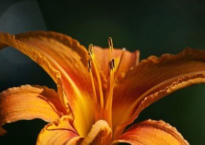 Close-up of day lily blooming outdoors