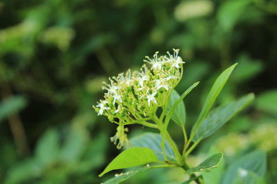 Close-up of flowering plant