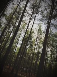 Low angle view of bamboo trees in forest