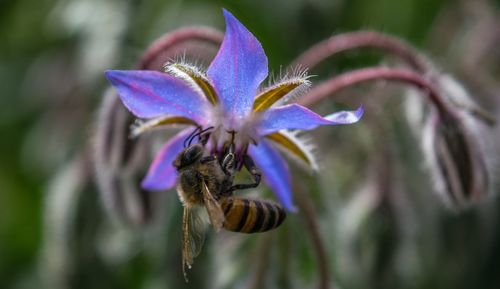 Close-up of bee on purple flower