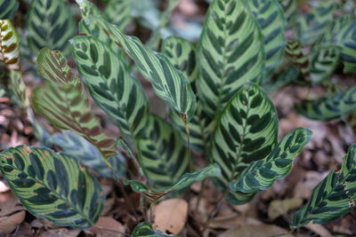 Close-up of succulent plant leaves