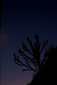 Low angle view of plants against sky