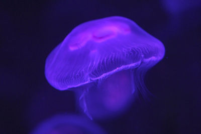 Close-up of jellyfish swimming in sea