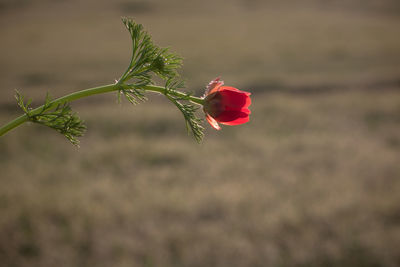 Close-up of red poppy on field